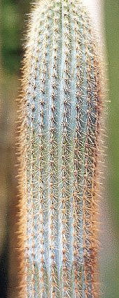 Pilosocereus_aurisetus